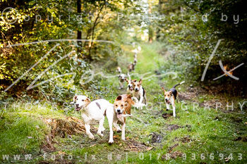 11 - Zwei-Meute-Jagd Rehrhof 11 - Zwei-Meute-Jagd Rehrhof