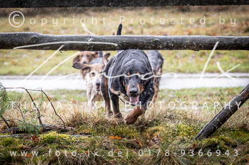 22 - Jagd Sudermühlen