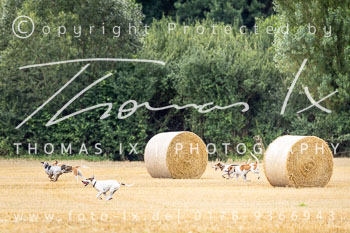 07 - Schleppjagd Rohlfshagen