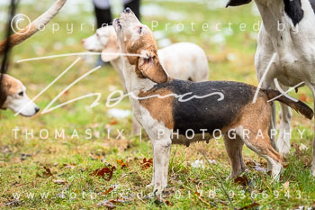 01 - Zwei-Meute-Jagd Kirchdorf