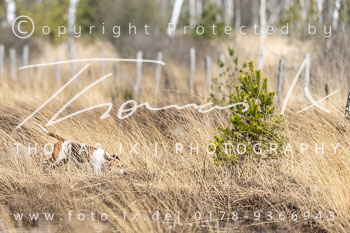 03 - Schleppjagd Wesendorf