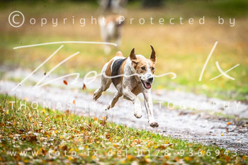 21 - Jagd Hermannsburg