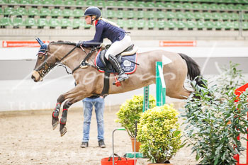 01 - Luhmühlen Springpferde A - Prüfung 01