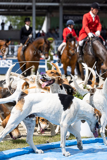 01 - Meutepräsentation HSJV