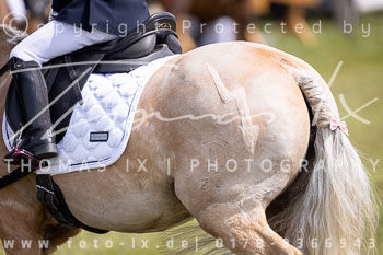 13 - Allenbostel Führzügel Wettbewerb