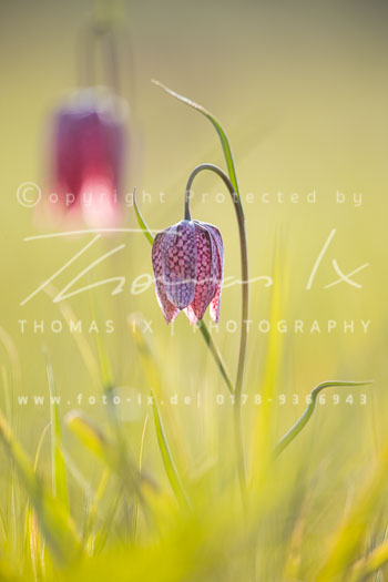 03-Schachblumen 03-Schachblumen